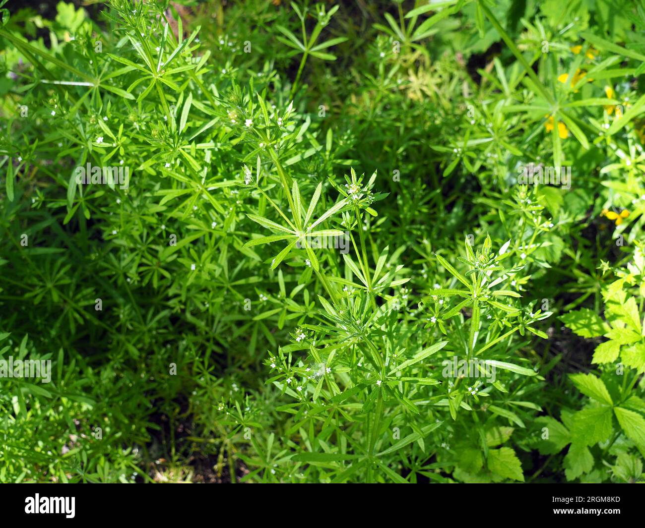 CIavers, Sticky willy, Kletten-Labkraut, Gaillet Gratteron, Galium aparine, ragadós galaj, Budapest, Ungarn, Magyarország, Europa Stockfoto