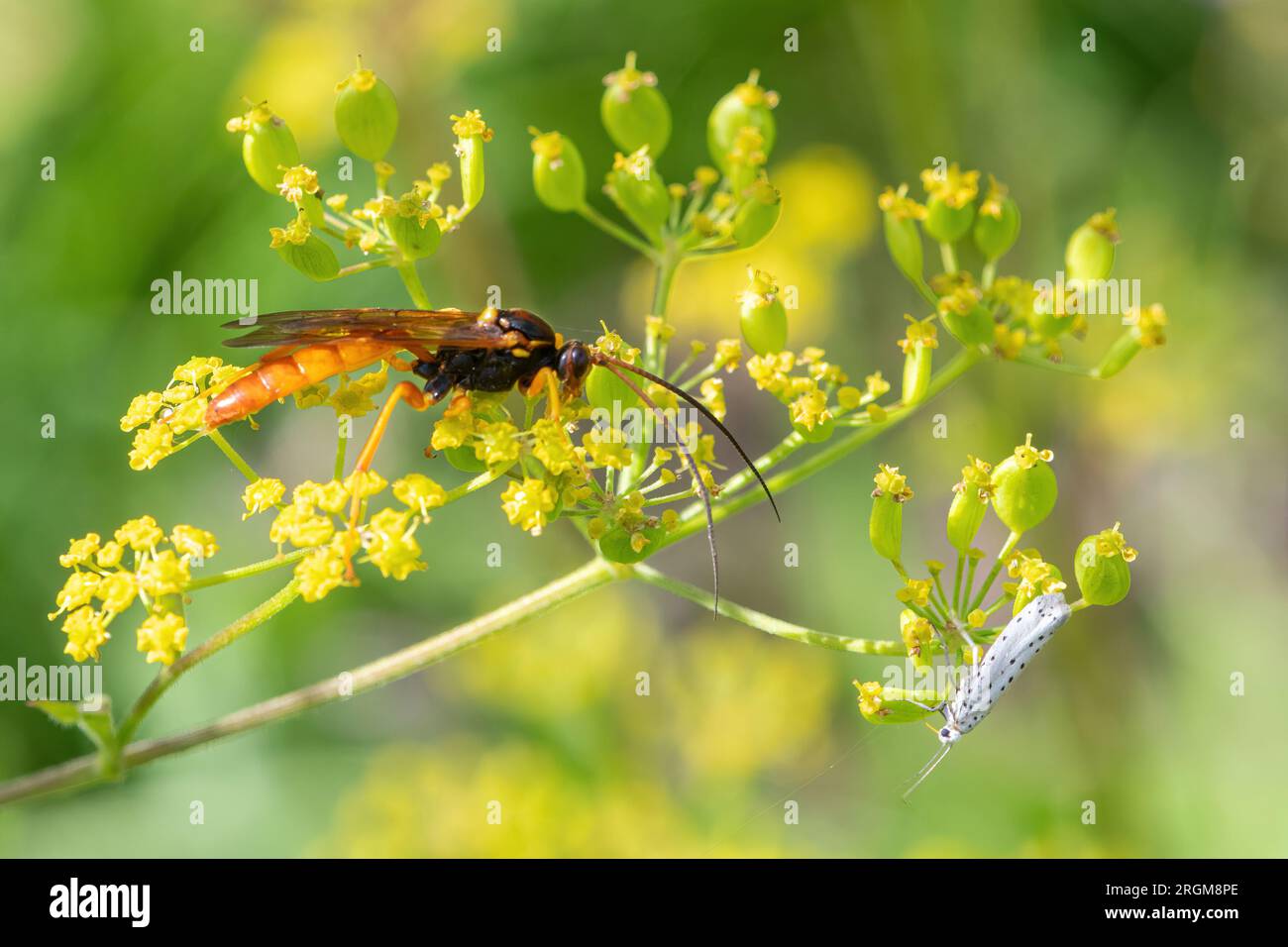 Eine große bunte ichneumonide Wespe (wahrscheinlich Callajoppa cirrogaster) und eine kleine Minenmotte auf wilden Pastinaca sativa, England, Großbritannien Stockfoto