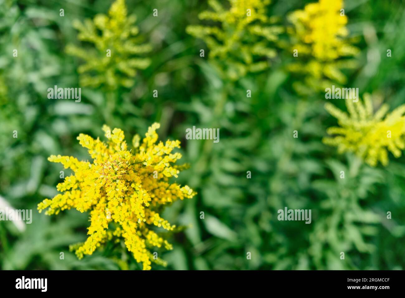 Bunias orientalis wächst wild am Straßenrand und hat gelbe kleine Blumen mit spitzen Blättern. Im Frühling können Sie ernten, kochen und essen. Stockfoto