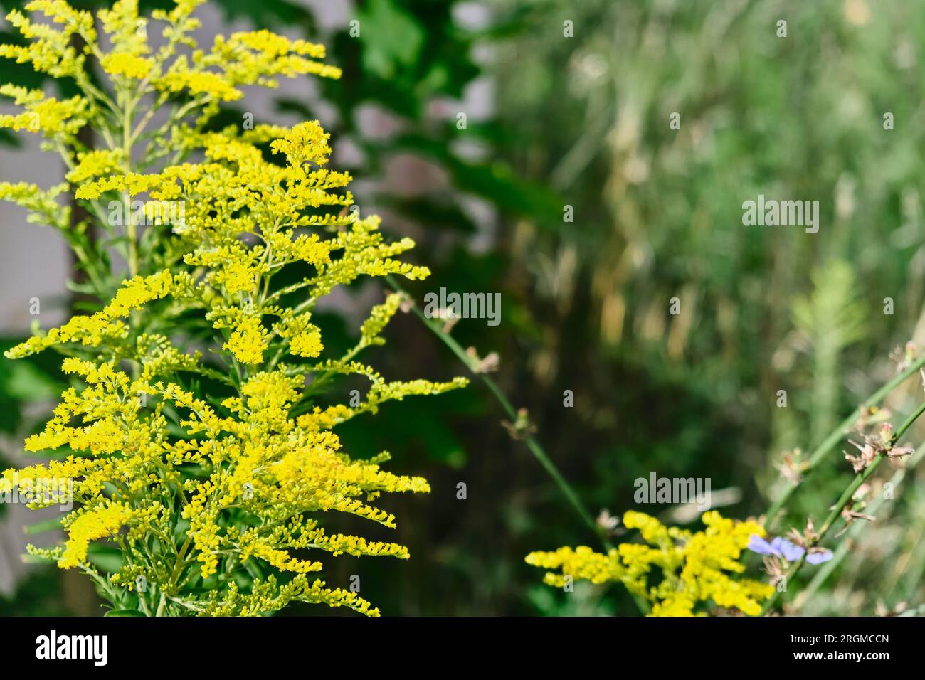 Bunias orientalis wächst wild am Straßenrand und hat gelbe kleine Blumen mit spitzen Blättern. Im Frühling können Sie ernten, kochen und essen. Stockfoto