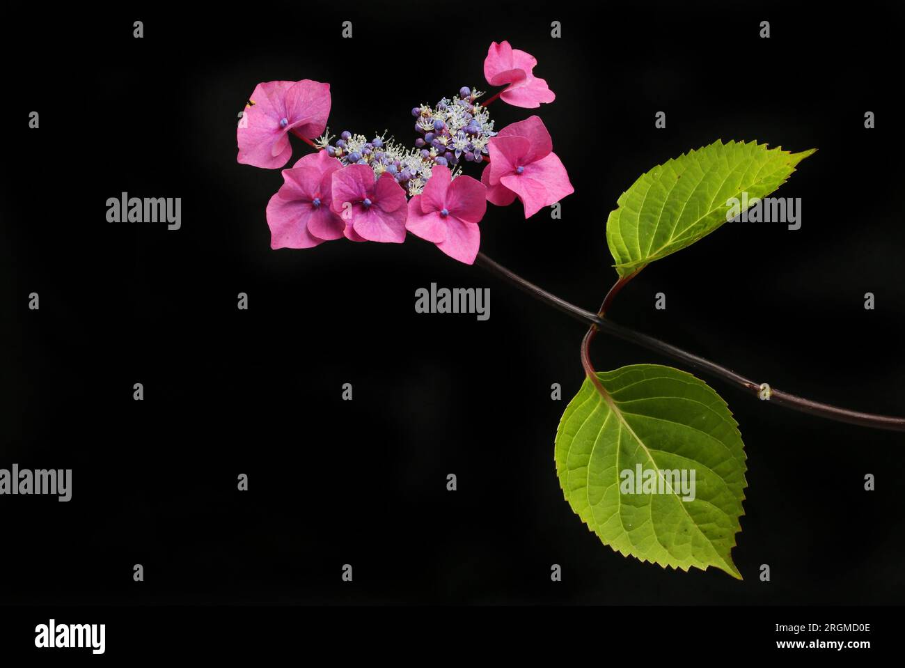 Blüten- und Blattblüten mit Spitzenkappe, isoliert gegen Schwarz Stockfoto