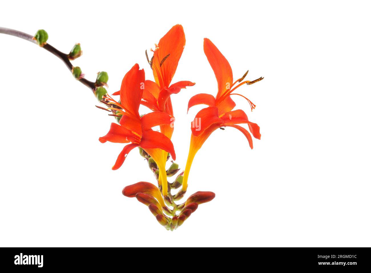 Nahaufnahme von Montbretia-Blüten isoliert gegen weiß Stockfoto