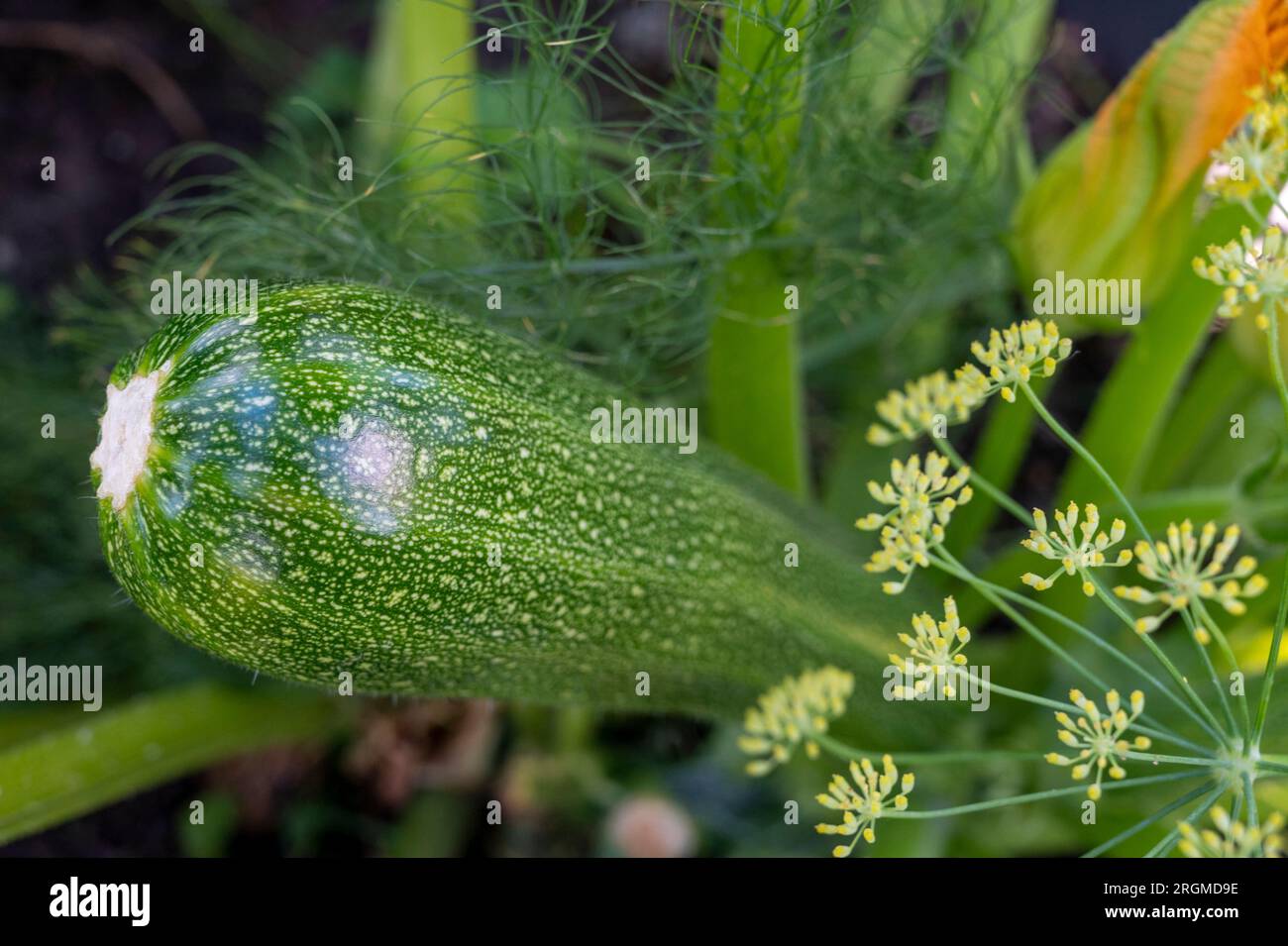 Dill (Anethum graveolens), angebaut mit Zucchini (Cucurbita pepo) als Begleitpflanze zur Abschreckung von Weißen Fliegen (Aleyrodidae) Stockfoto
