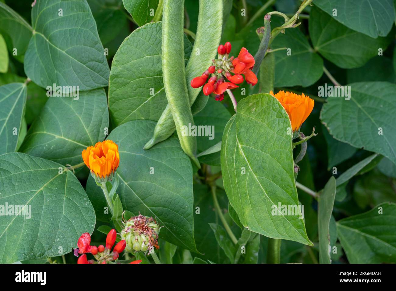 Calendula officinalis (Ringelblume), gepflanzt mit Runnerbohnen als Begleitpflanze, kann Blattläuse weglocken und nützliche Insekten wie Marienkäfer anziehen. Stockfoto