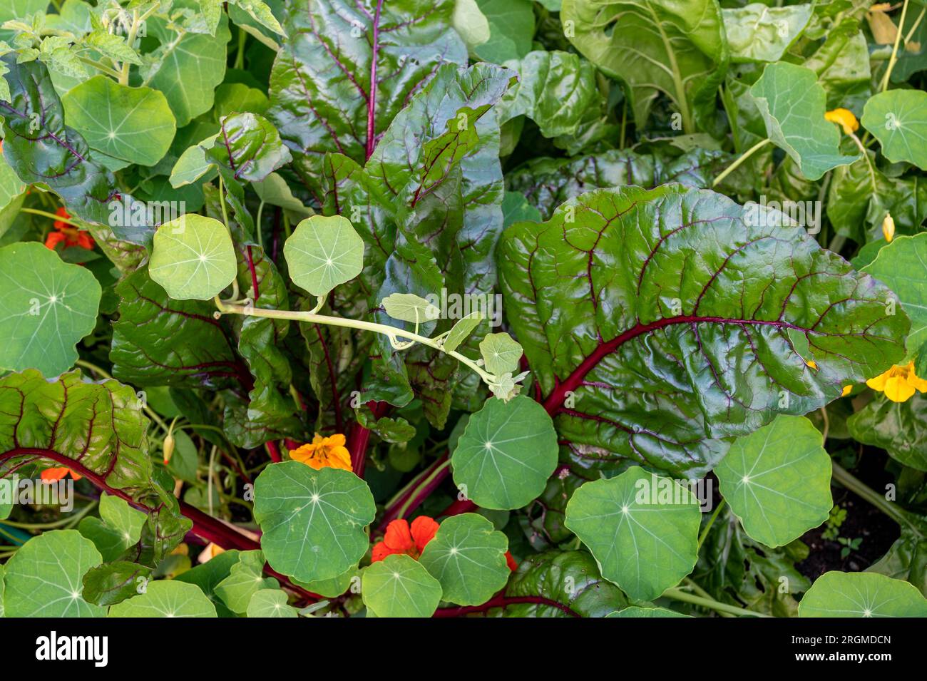 Kapuzinerkresse, die mit Mangold wachsen, fördern Bestäuber und dienen als Fallen für schädliche Schädlinge. Stockfoto