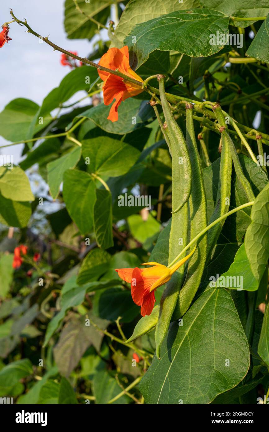 Kapuzinerkresse, die als Begleitpflanze mit Runnerbohnen angebaut werden, fördern Bestäuber und können schädliche Schädlinge von den Bohnen als „Fallen“ weglocken. Stockfoto