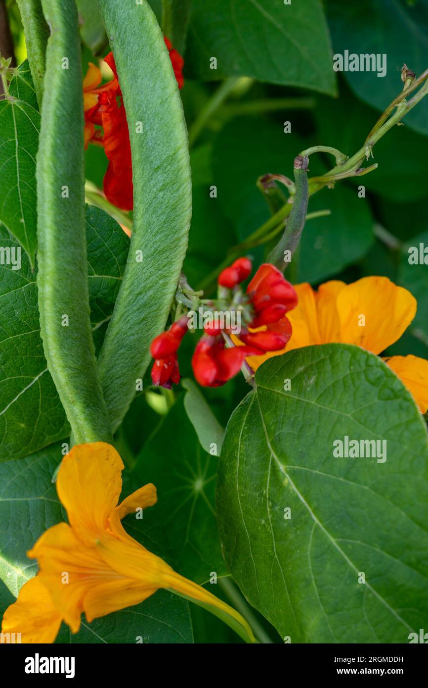 Kapuzinerkresse als Begleitpflanze mit Runnerbohnen. Sie fördern Bestäuber und können schädliche Schädlinge als Fallen von den Bohnen weglocken. Stockfoto