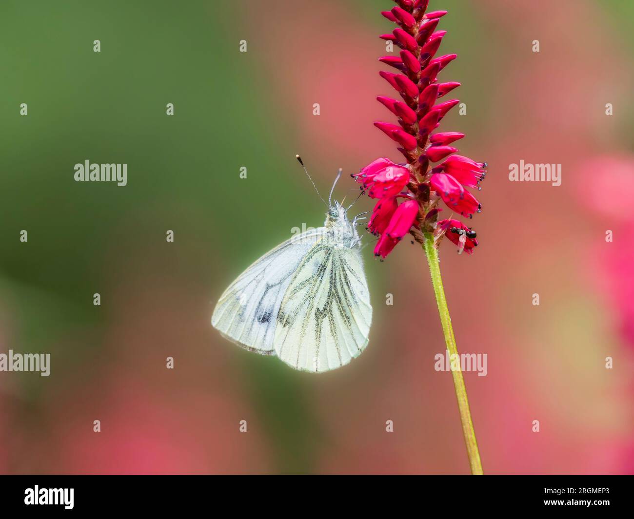 Erwachsene, weibliche, grüne, weiße Schmetterlinge, Pieris napi, ernähren sich von Persicaria amplexicaulis in einem britischen Garten Stockfoto