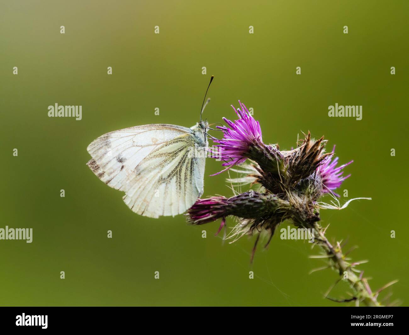 Erwachsene, weibliche, grüne, weiße Schmetterlinge, Pieris napi, Fütterung von Cirsium Palustre, Sumpfdistel, in einem britischen Garten Stockfoto