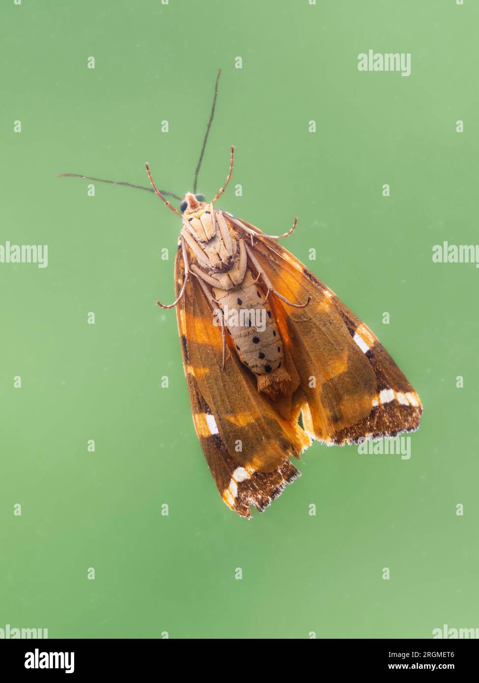 Die Unterseite einer Jersey Tiger Motte, Euplagia quadripunctaria, die sich an ein Fenster klammert, zeigt Beine, Bauch und Unterwände Stockfoto