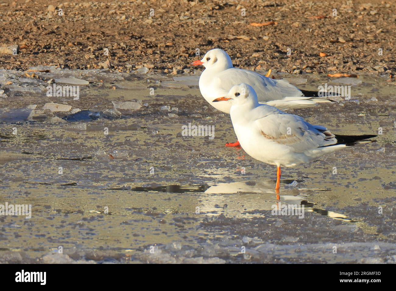 Zwei weiße Möwen auf einem eisigen See, Winterszene. Stockfoto