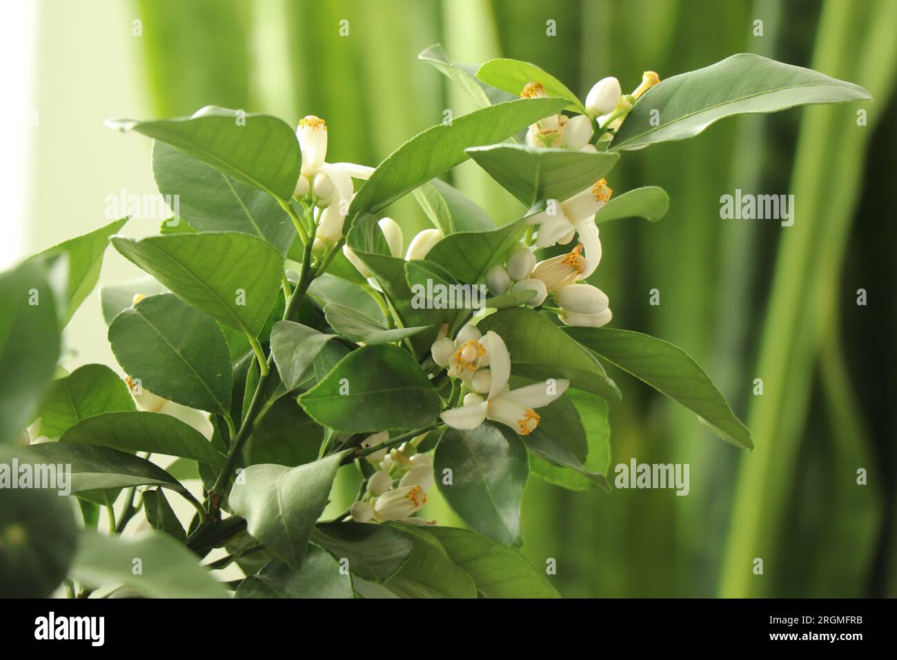 Blühender Zitronenbaum. Zweig mit Blüten. Stockfoto