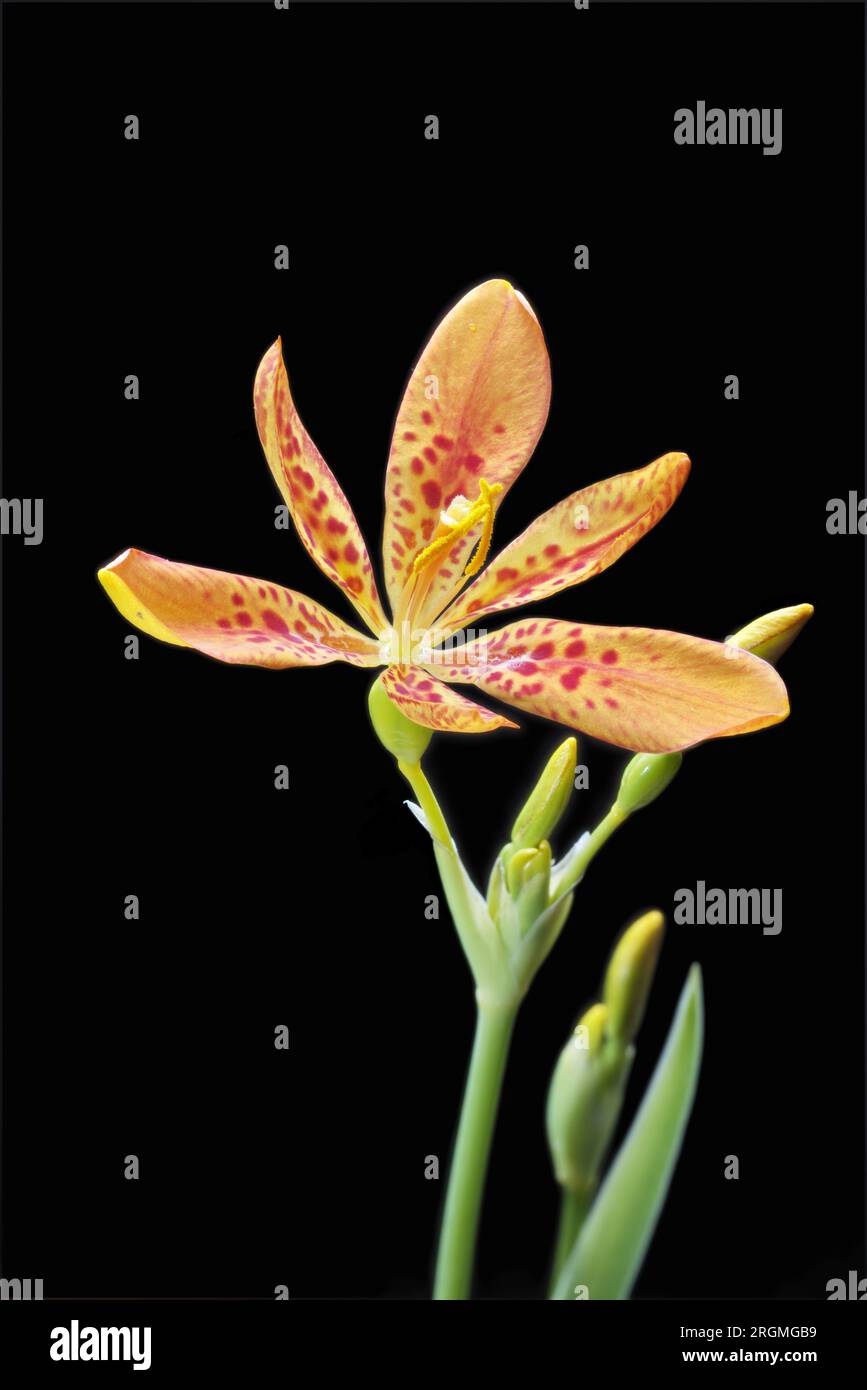Zierpflanze und Heilpflanze Iris domestica Stockfoto