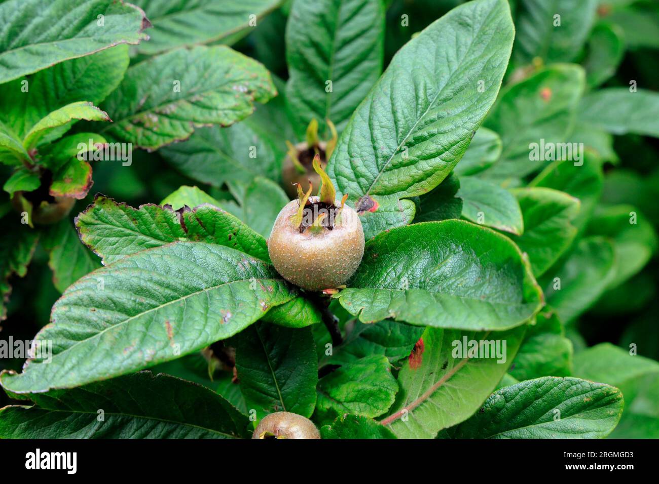 Mespilus germanica, gemeine Mislarenfrucht an Bäumen. August 2023 Stockfoto