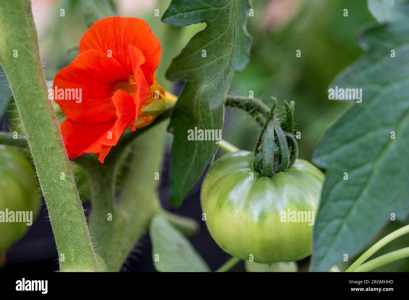 Kapuzinerkresse, die als Begleitpflanze für Tomaten angebaut werden, um Bestäuber anzulocken und schädliche Schädlinge wie Blattläuse zu vertreiben. Stockfoto