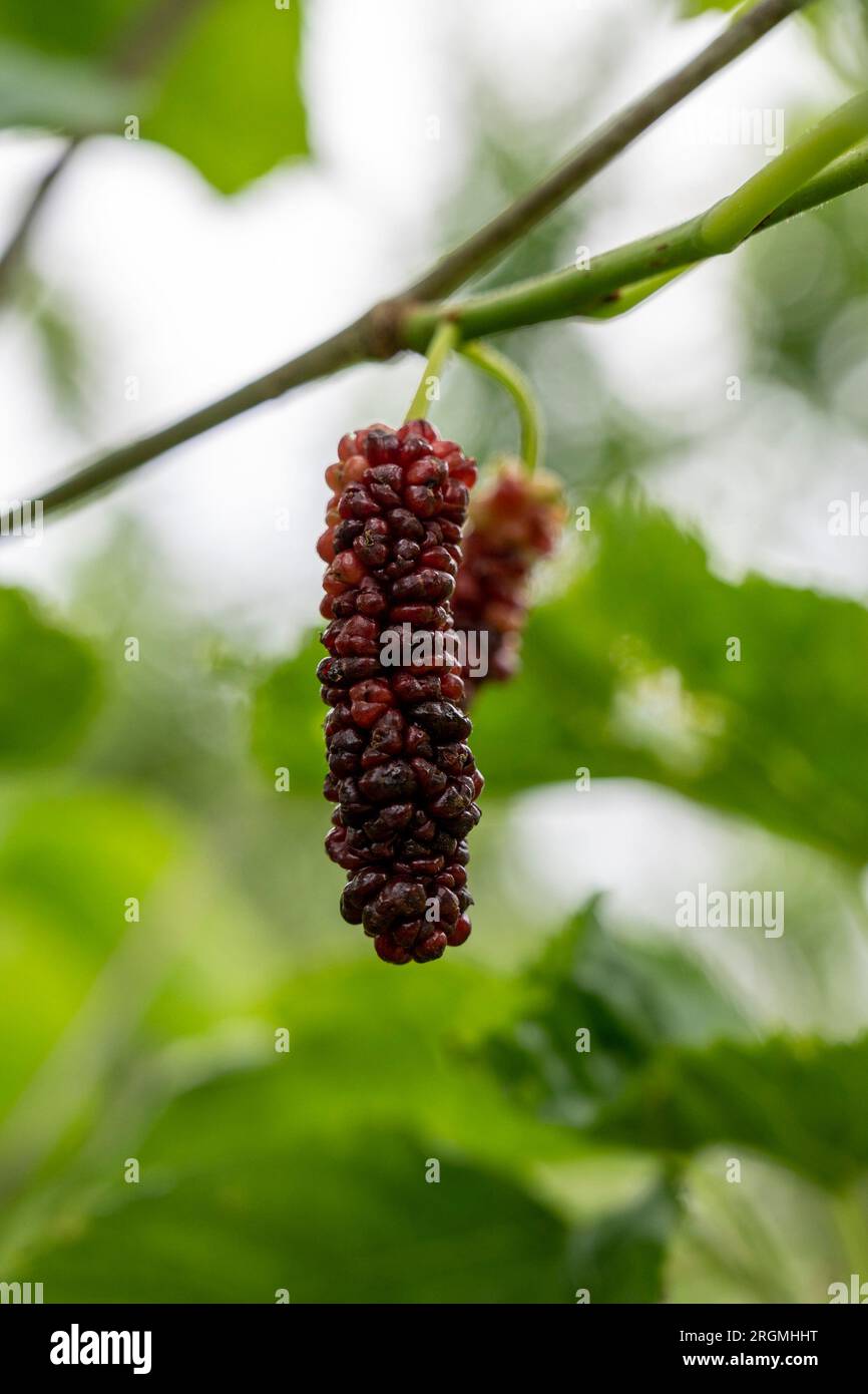 Schwarze Maulbeeren (morus nigra), die auf einem Maulbeerbaum in London wachsen. Stockfoto