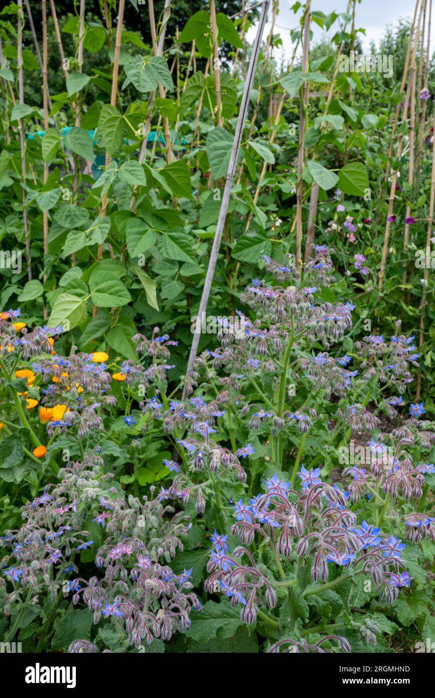 Borretschgewächse und Ringelblumen, die als Begleitpflanzen für französische Bohnen verwendet werden; sie helfen, schädliche Schädlinge abzuschrecken. Stockfoto