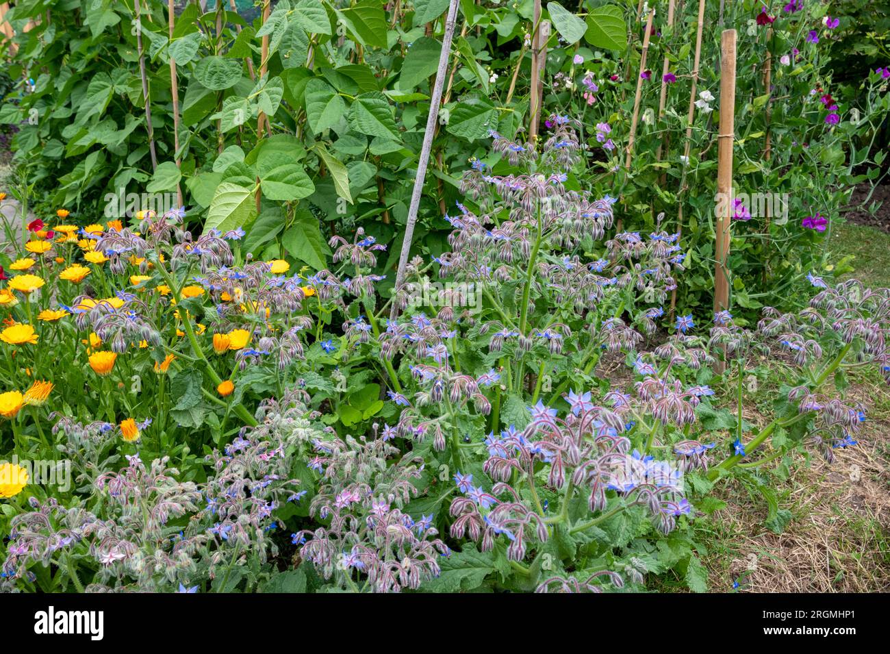 Borretschgewächse und Ringelblumen, die als Begleitpflanzen für französische Bohnen verwendet werden; sie helfen, schädliche Schädlinge abzuschrecken. Stockfoto