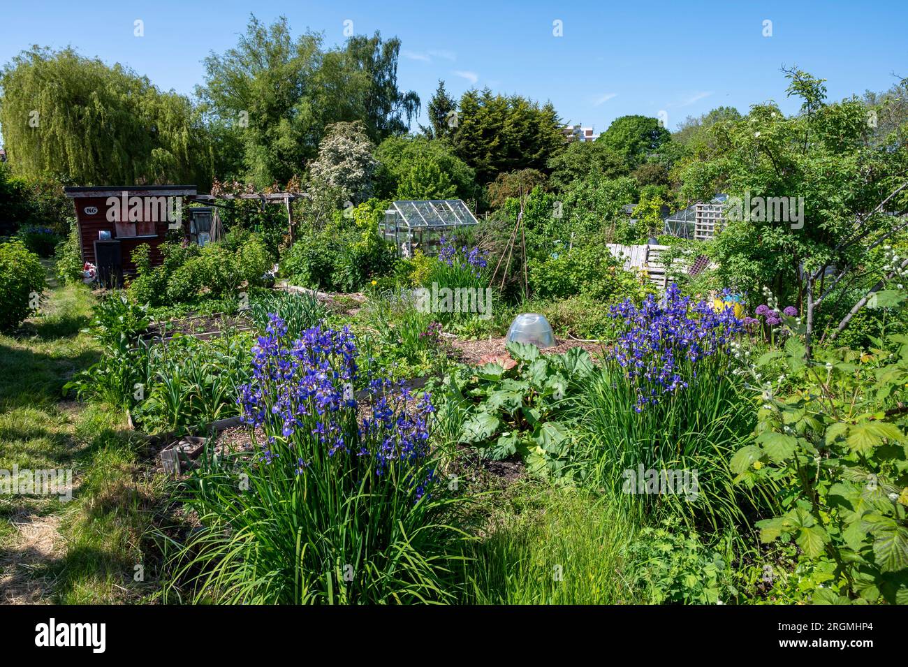 Eine attraktive Kleingartenanlage im Mai mit lila Iris, die zwischen Rhabarber und Gemüse wächst. London. Stockfoto