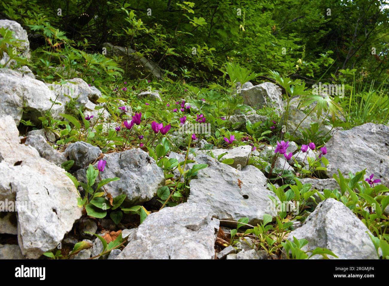 Nahaufnahme einer Gruppe von Blüten des violetten Cyclamen (Cyclamen purpurascens), die zwischen den Felsen wachsen Stockfoto