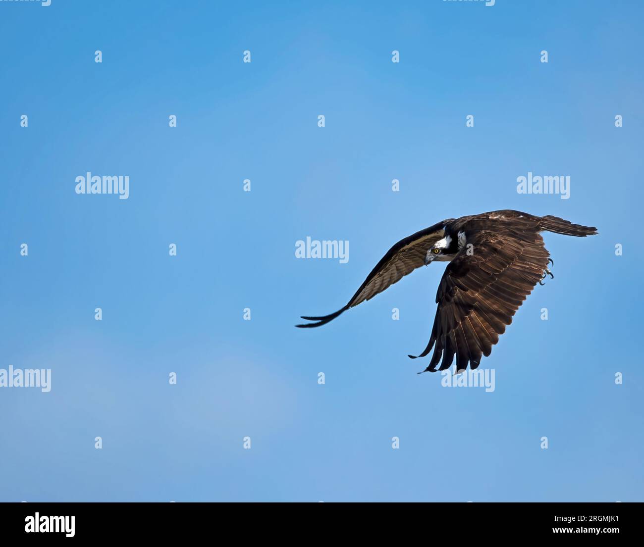 Ein einziger Osprey im Flug Stockfoto