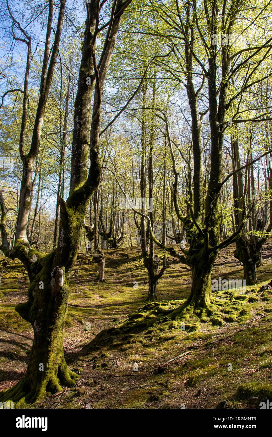 Entdecken Sie die reiche Biodiversität von Belausteguis unberührtem Beechwood Sanctuary Stockfoto