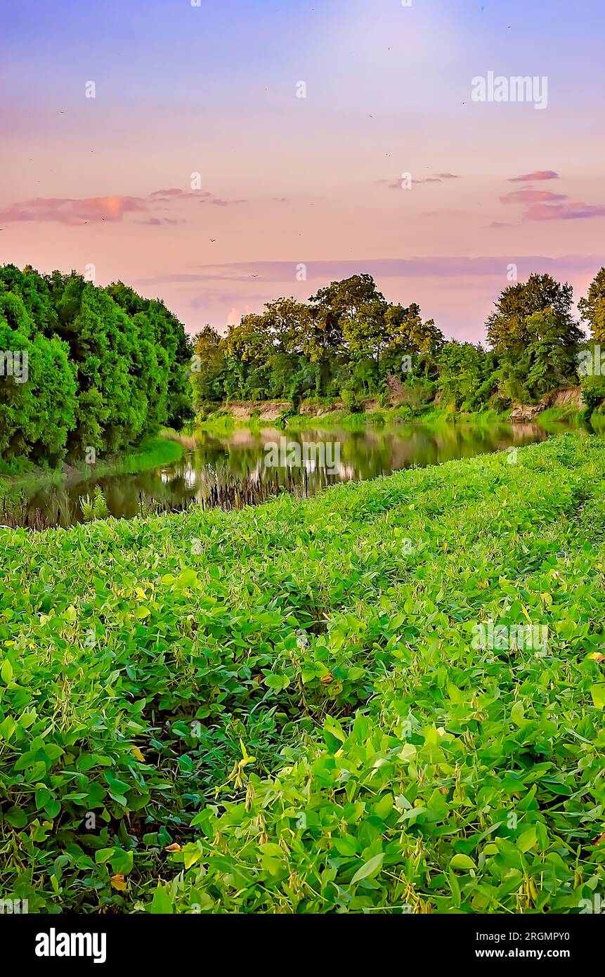 Sojabohnen (Glycine max) wachsen auf einem Feld am Little Tallahatchee River am 19. August 2013 in Greenwood, Mississippi. Stockfoto