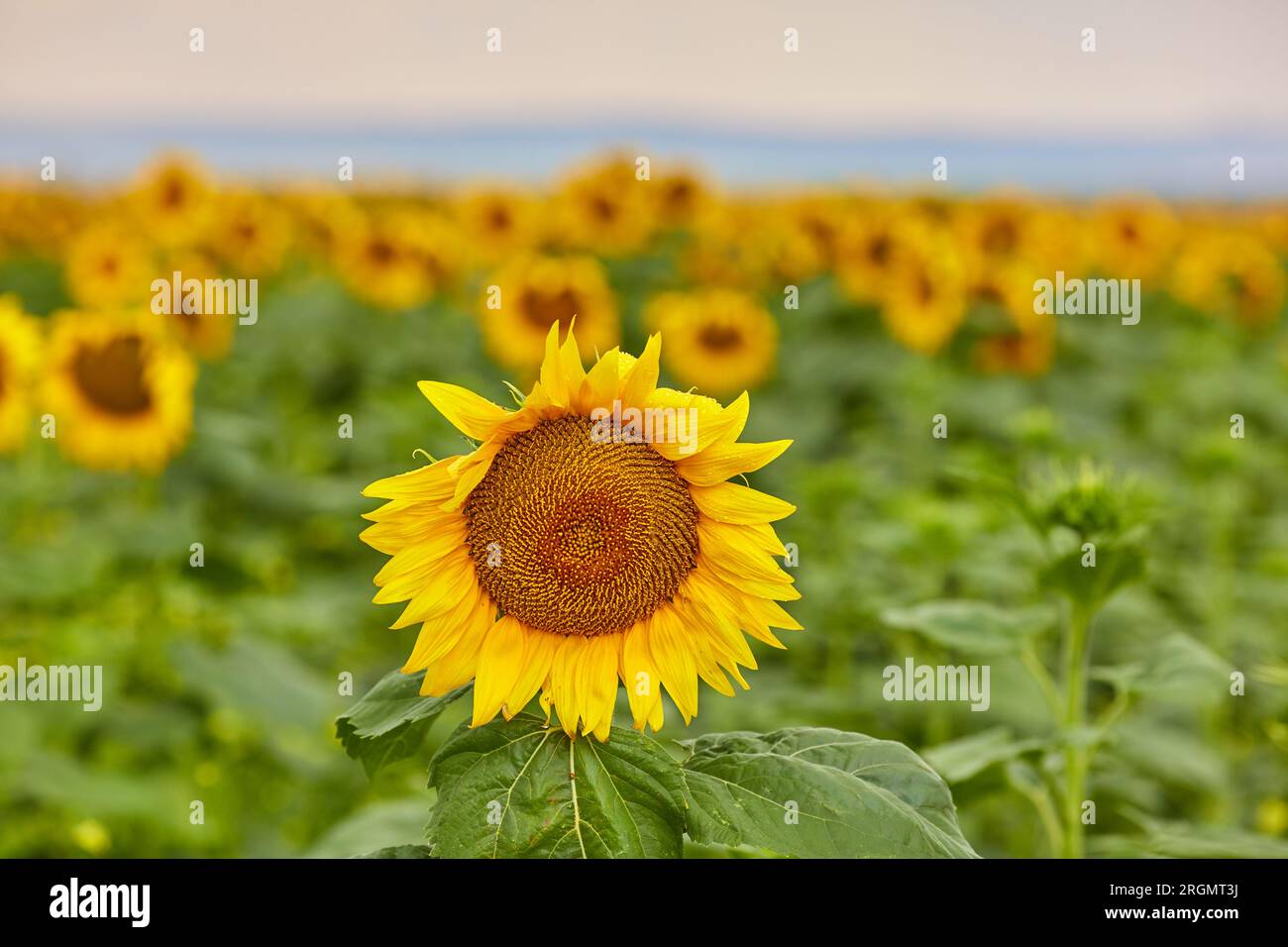 Sonnenblumen. Feld der Sonnenblumen (Helianthus annuus) Sommerlandschaft. Stockfoto