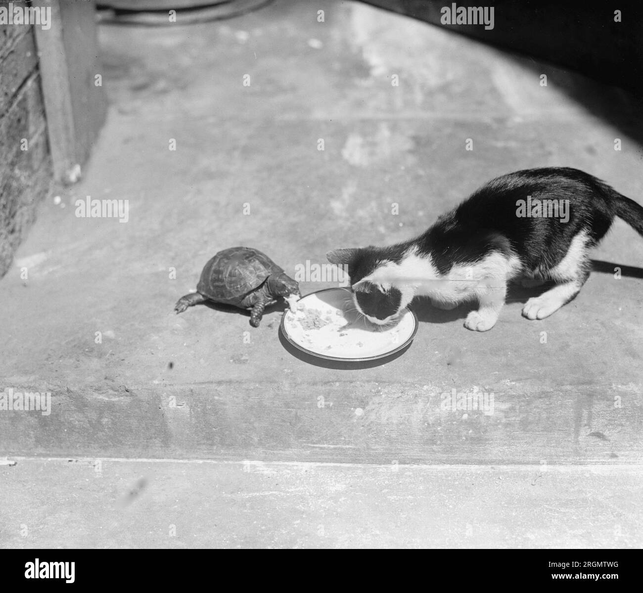 Shelly & Jezebel, eine Schildkröte und Katze, die ihre Mahlzeiten vom selben Teller teilen ca. 1922 Stockfoto
