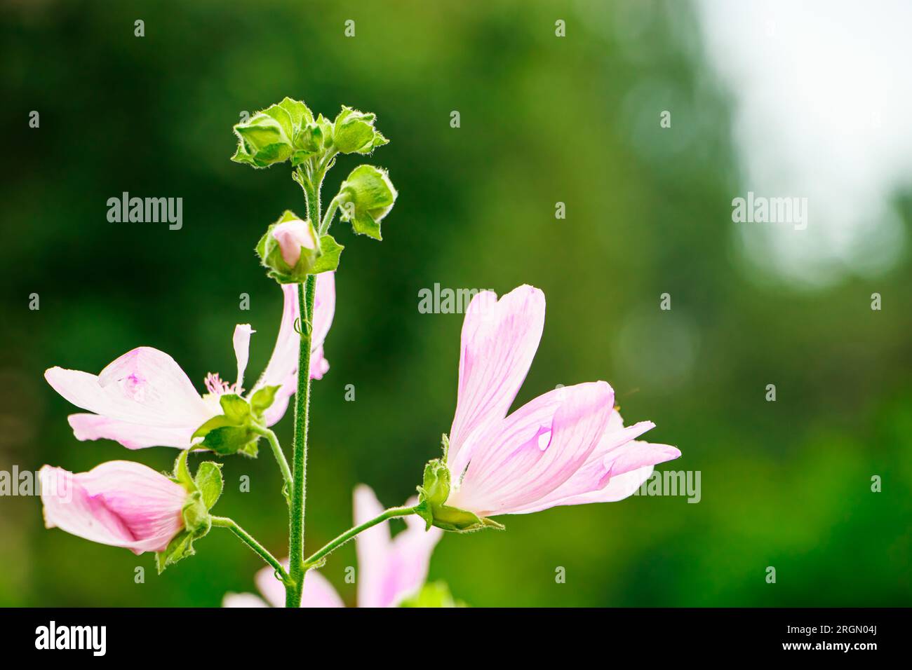 Zarte rosa Blume Malva alcea. Zierpflanzen im heimischen Garten anbauen. Sommer natürlicher Hintergrund. Stockfoto
