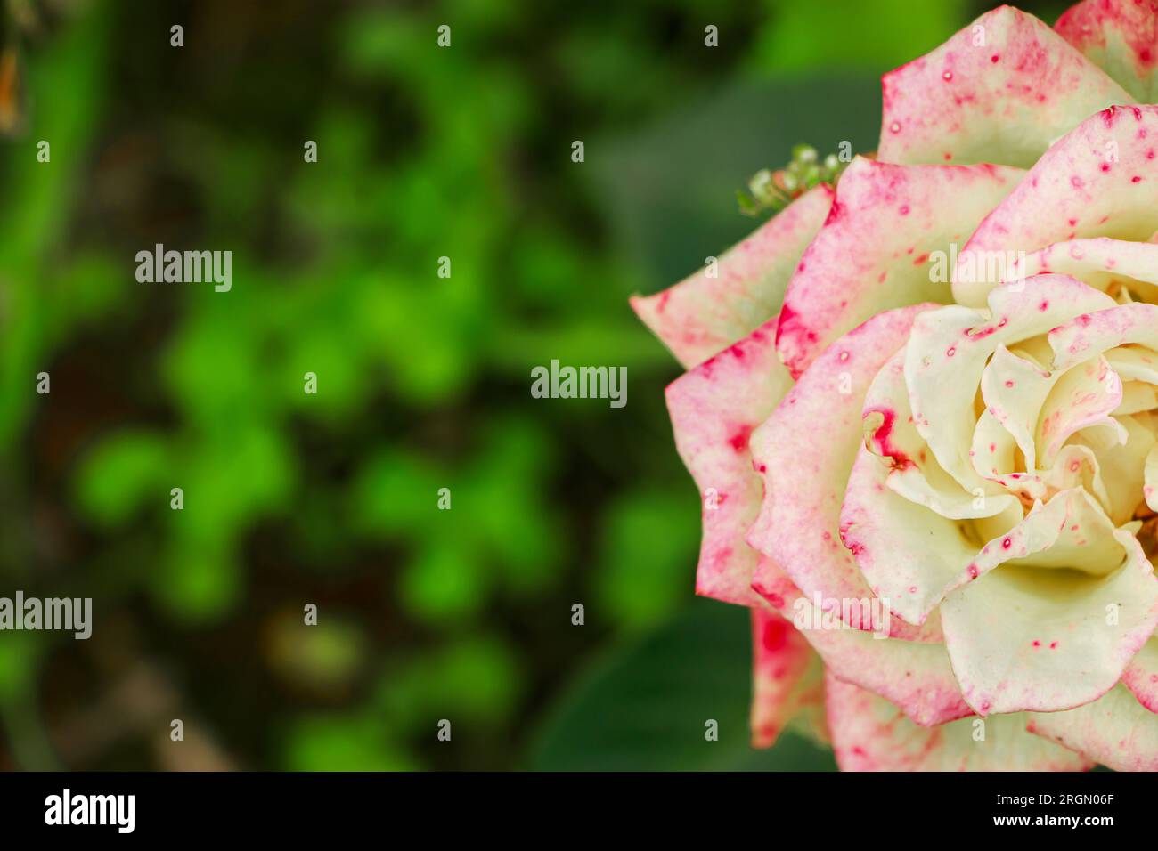 Zweifarbige gepunktete Rosenvariante aus der Nahaufnahme. Zierblumen im Garten anbauen. Natürlicher Sommerhintergrund. Stockfoto