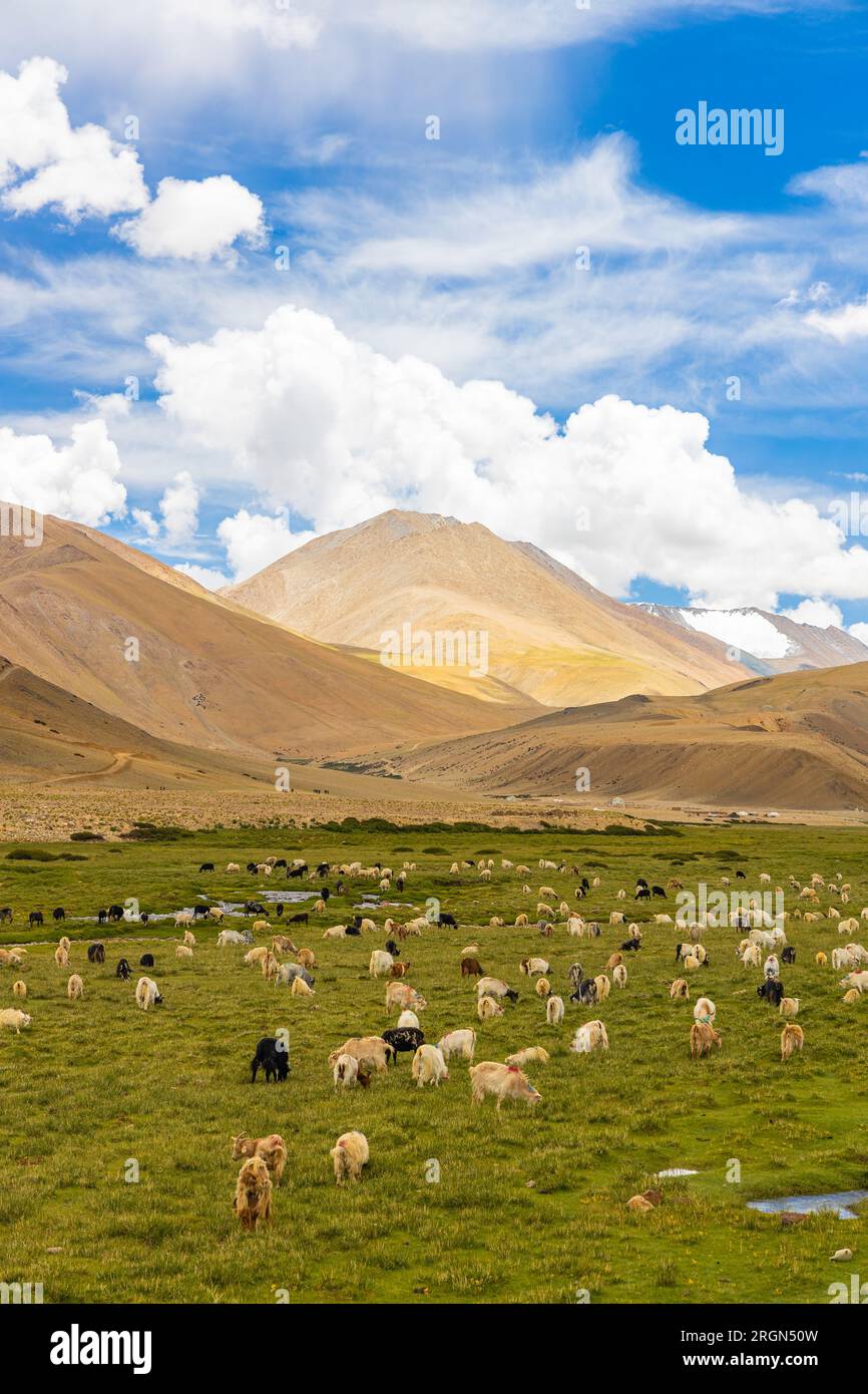 Ein großer Teil davon, wie Schafe im hohen Grasland von ladakh grasen Stockfoto