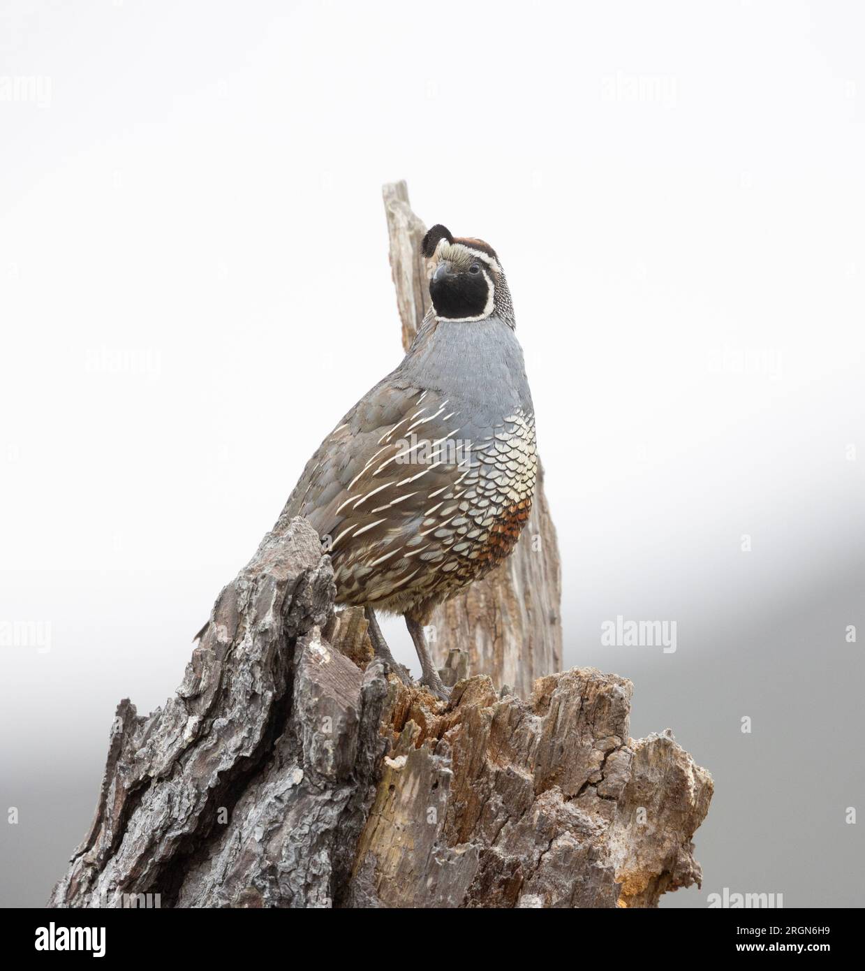 Kalifornischer Wachtel männlich auf alten Baumsplittern Stockfoto