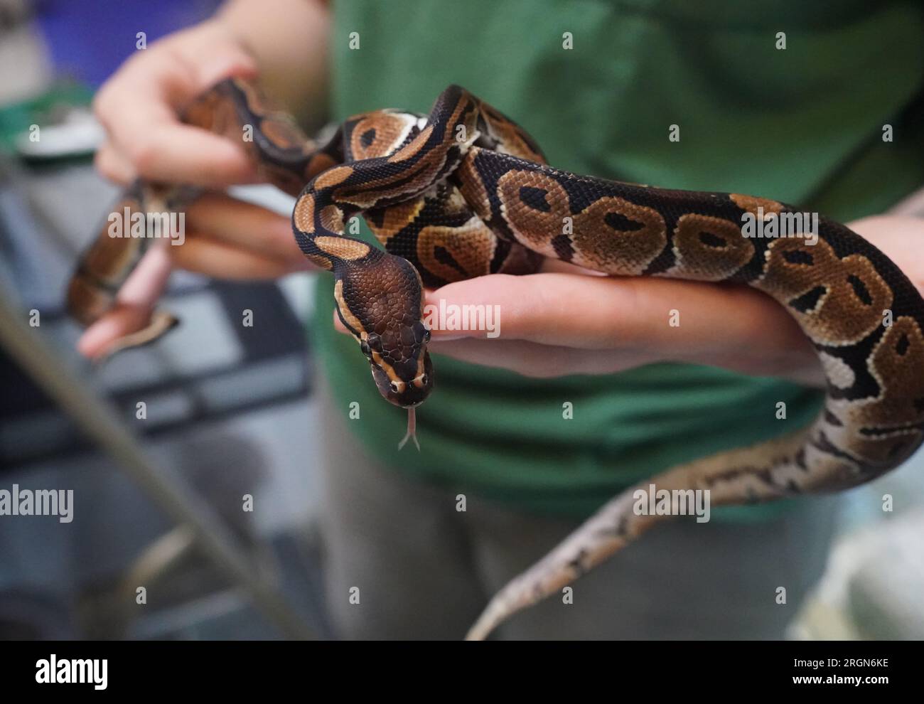 Hamburg, Deutschland. 10. Aug. 2023. Ein Tierhalter hält kleine Königspythons im Reptilienhaus in der Süderstraße. Tierschutzorganisationen möchten mit einer Demonstration am Freitag auf ihre Bedürfnisse aufmerksam machen. Zuvor hatten sie einen zehn-Punkte-Plan vorgelegt, in dem sie unter anderem den Neubau des Tierheims Süderstraße und eine Umverteilung der Hundesteuer forderten. Kredit: Marcus Brandt/dpa/Alamy Live News Stockfoto