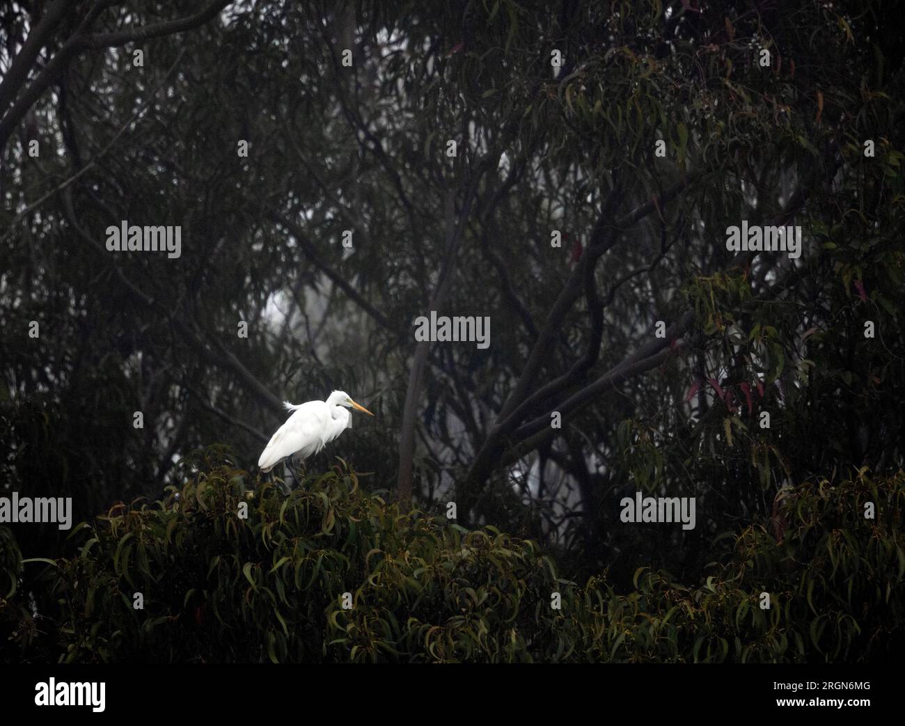 Großer Egret hoch oben in einem großen dunklen Baum Stockfoto