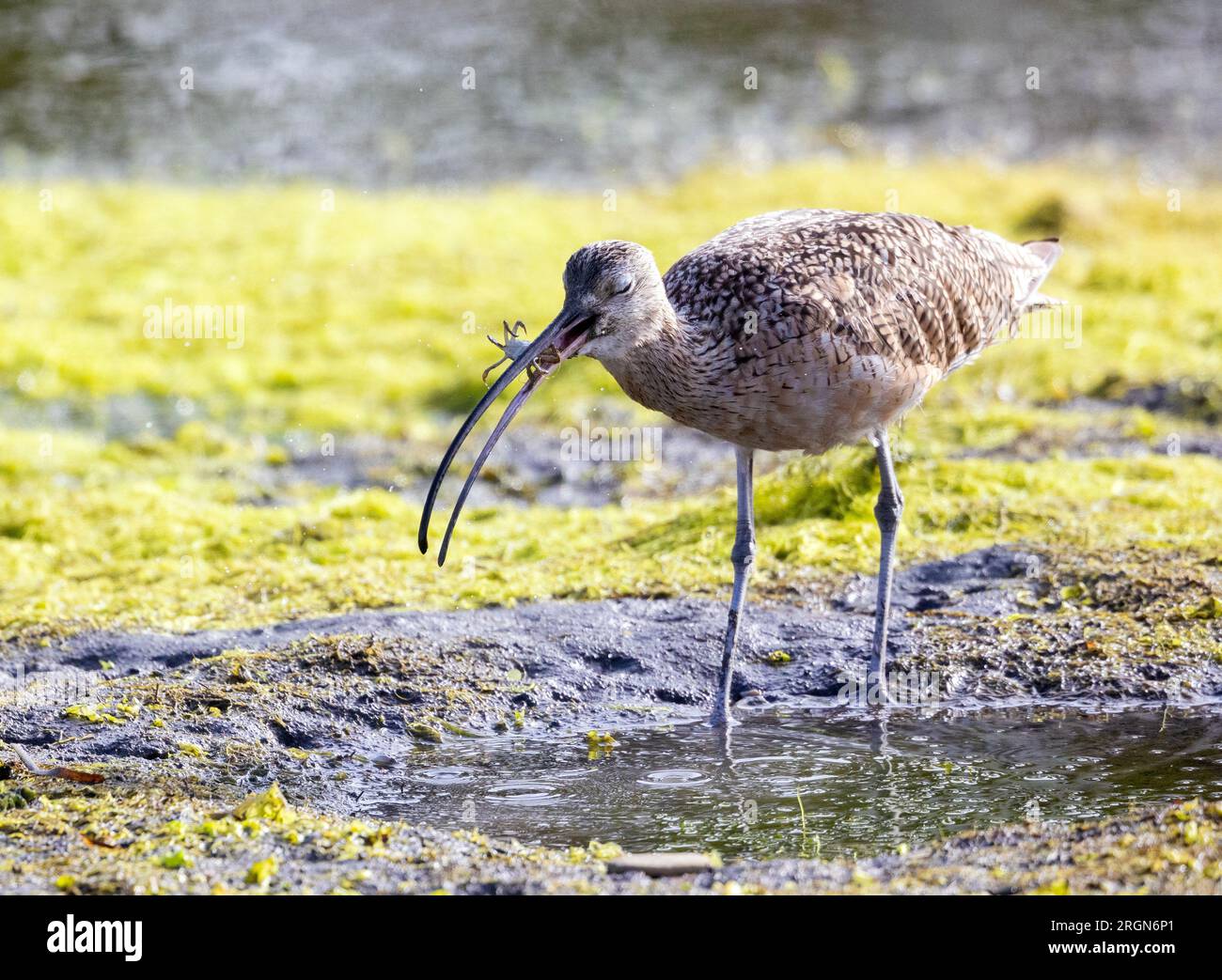Lang geschenkter Krabben mit Curlew-Essen Stockfoto