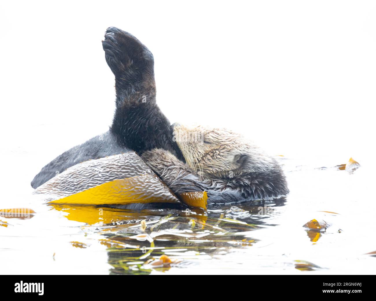 Sea Otter Grooming Hind Bein angehoben Stockfoto