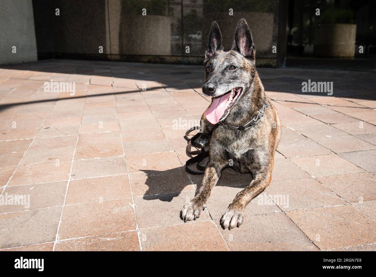 Reportage: Operative Hunde (K9 Hunde) des FBI (März 2016) - FBI Police K9 Demi Stockfoto