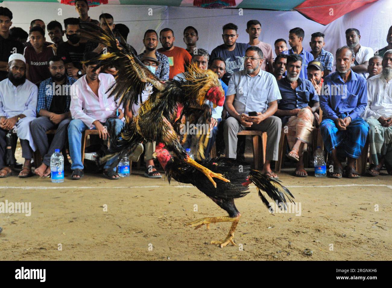 Bei einem Hahnenkampf in Akhalia in Sylhet City kämpfen zwei Hähne. Zuschauer genießen den Schwanzkampf. Die Veranstalter sagten, dies sei ihr Bestreben, die Tradition des ländlichen Bengals zu bewahren. Andererseits gibt es in verschiedenen Gebieten von Sylhet Beschränkungen für die Organisation von Hahnenkämpfen. Sylhet, Bangladesch, Stockfoto