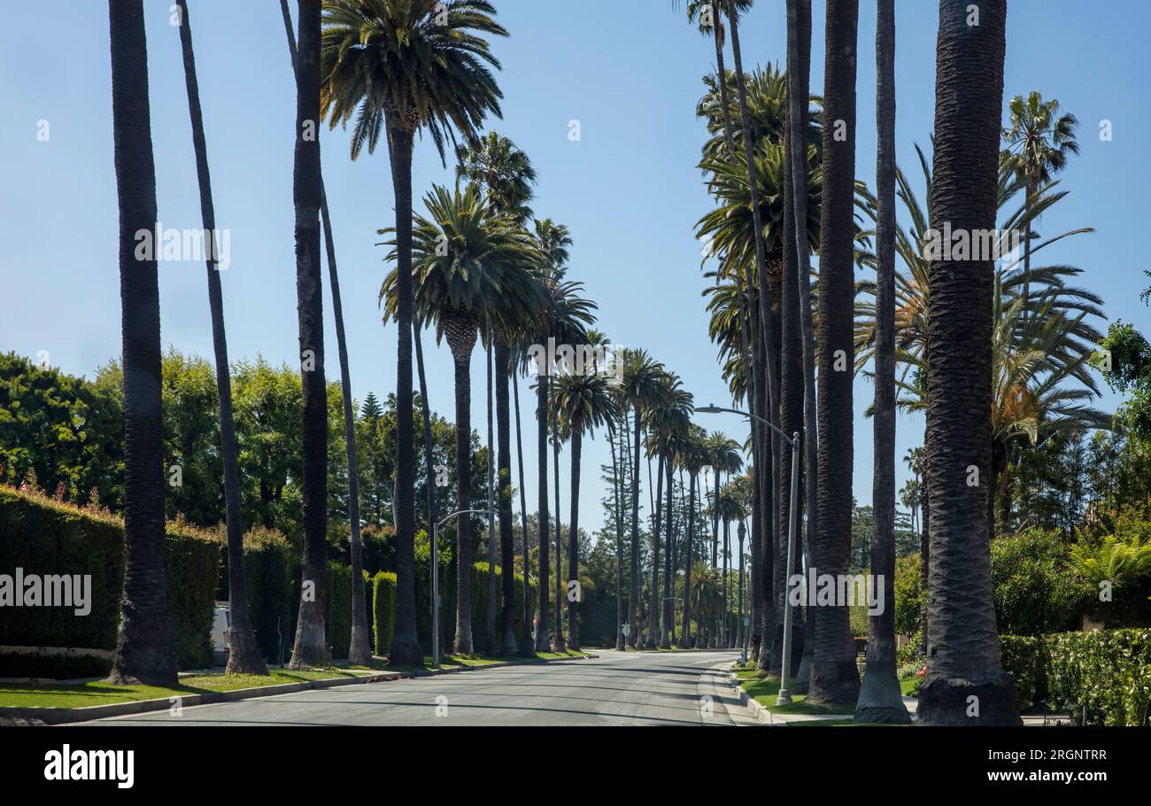 Palm Tree Street, Beverly Hills, Los Angeles, Kalifornien, USA. Leere Asphaltstraße, berühmte teure Lage IN LA, blauer Himmel im Hintergrund. Stockfoto