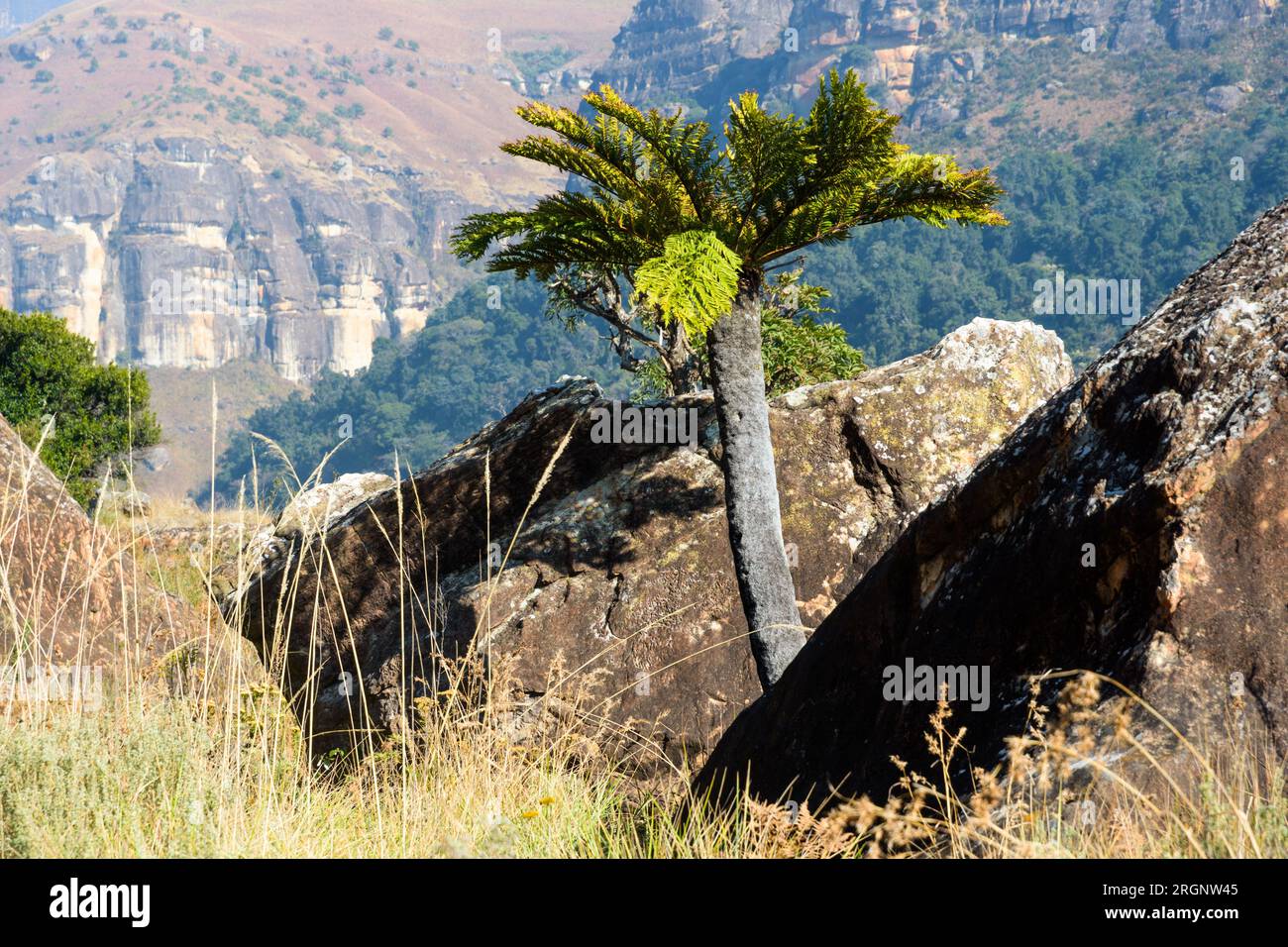Ein Cycad (Broodboom) in der Giants Castle Gegend in den Drakensberg Bergen in Südafrika Stockfoto