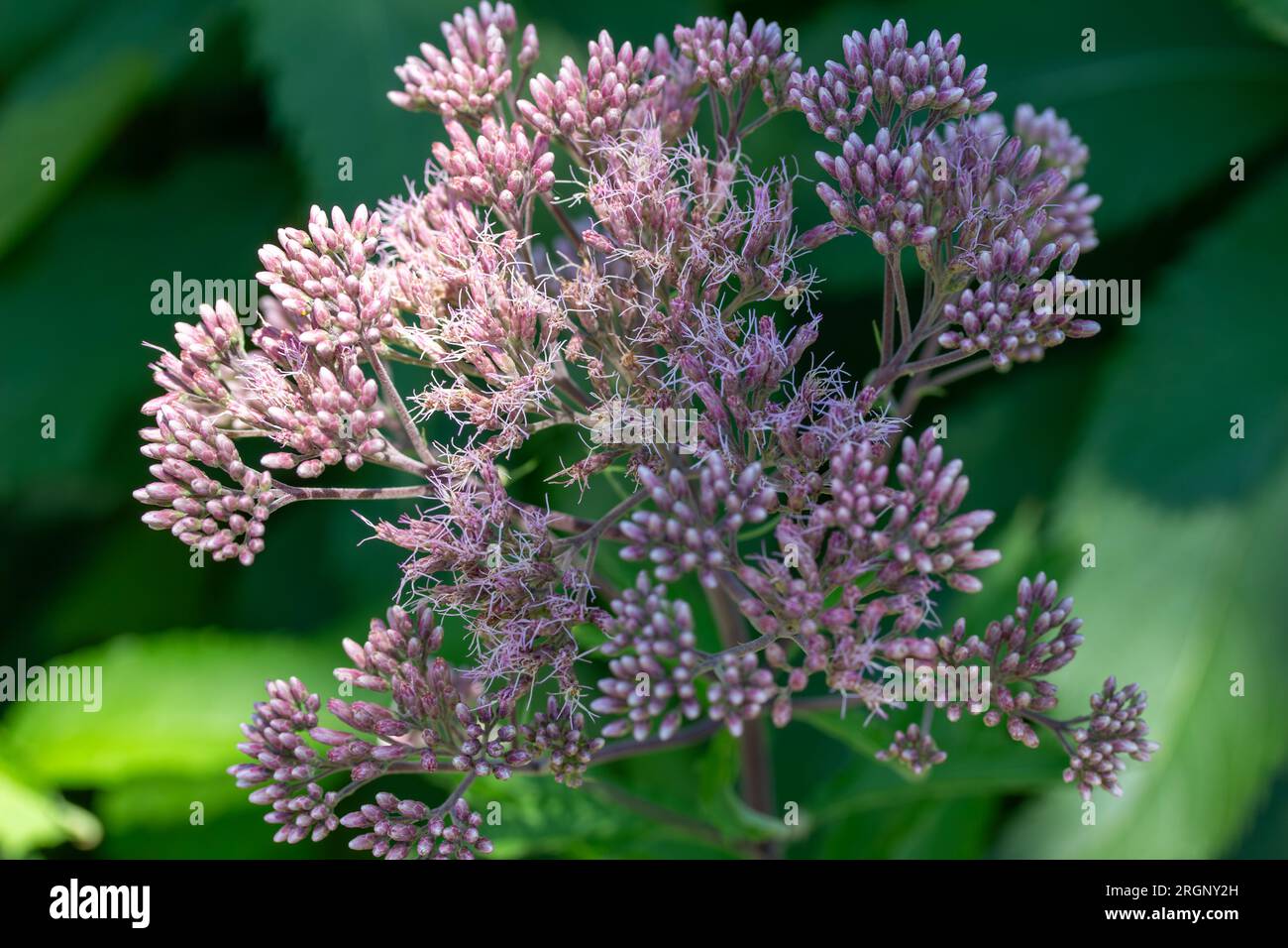 Vollformat Makro abstrakter Texturhintergrund mit malvenrosa Joe-Pye-Unkrautblumen in Blüte in einem sonnigen Schmetterlingsgarten. Stockfoto