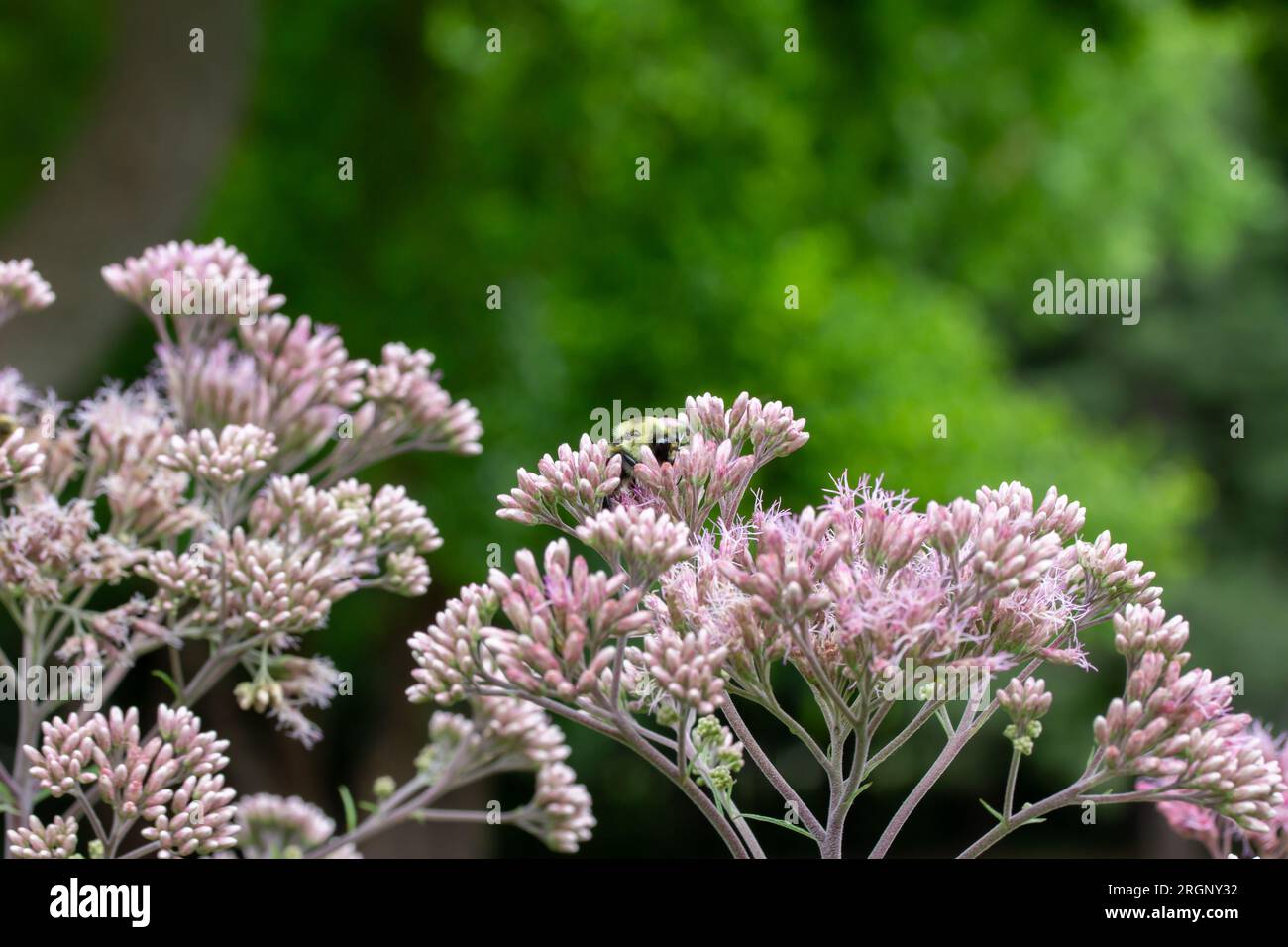 Vollformat Makro abstrakter Texturhintergrund mit malvenrosa Joe-Pye-Unkrautblumen in Blüte in einem sonnigen Schmetterlingsgarten. Stockfoto