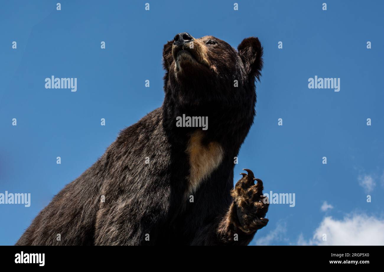 Der ausgestopfte große schwarze Bär als wildes Tier im Blick Stockfoto