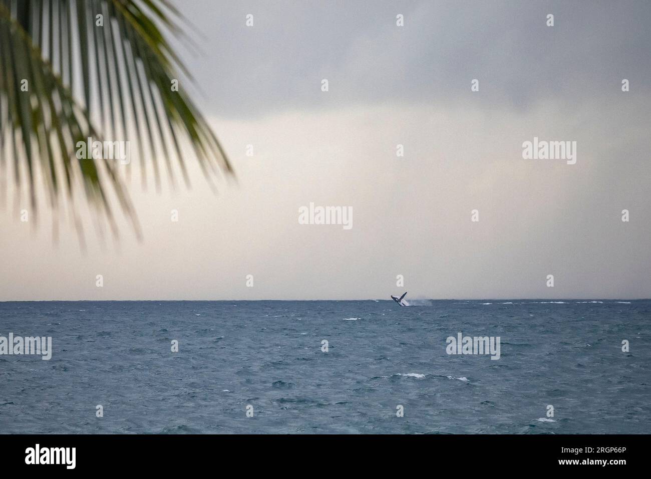 Wale springen aus dem Meer nahe der Moorea-Küste Stockfoto