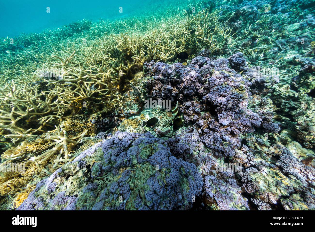 Wunderschöne Korallen unter Wasser in der Nähe der Moorea-Küste Stockfoto