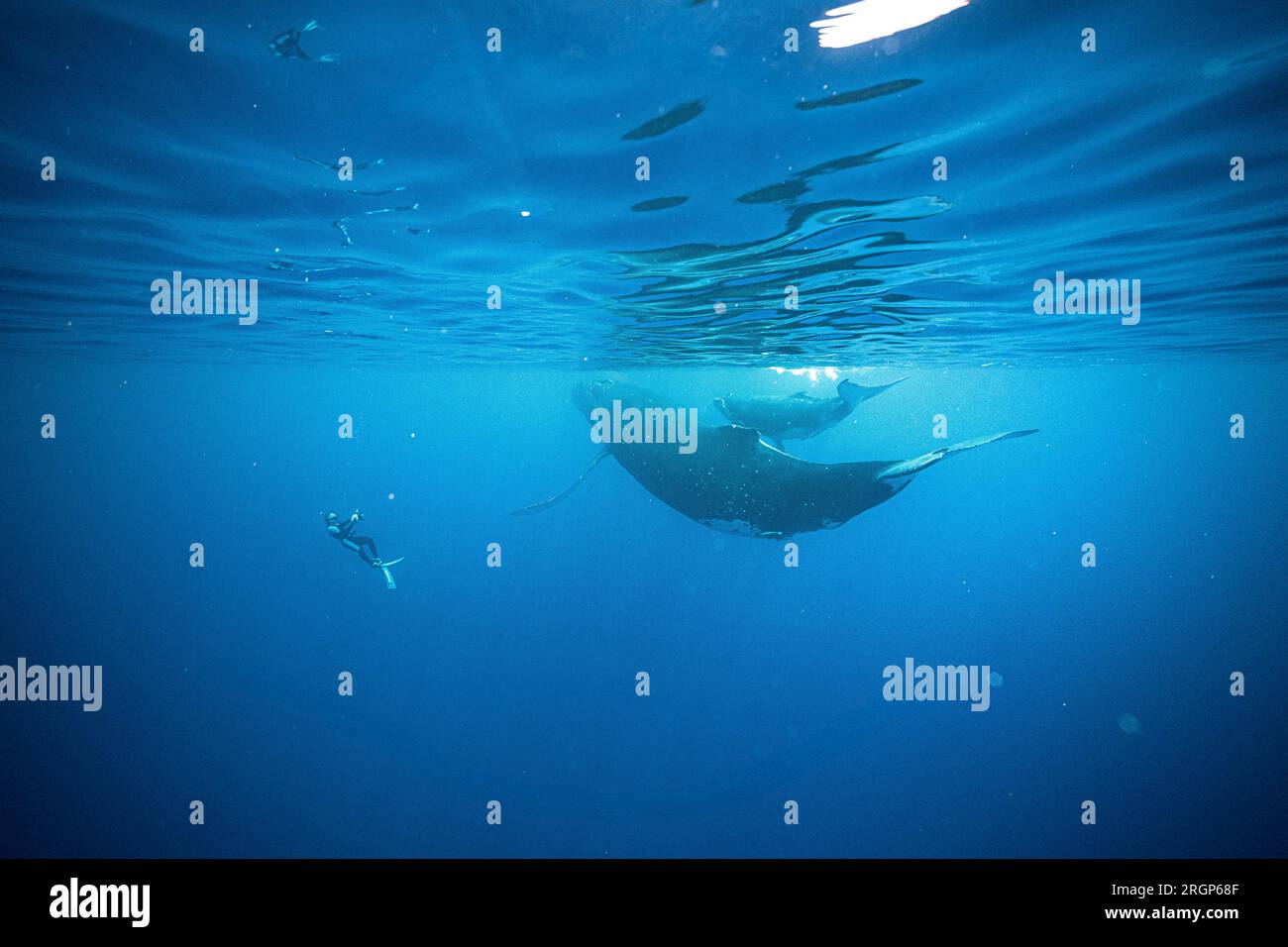 Der Fotograf macht Fotos von Walen im Ozean in der Nähe von Moorea Stockfoto