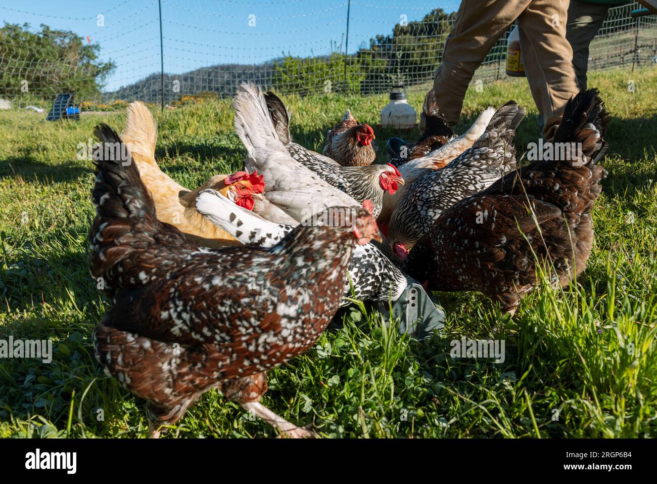 Verschiedene Hühner wurden mit Frühstück gefüttert Stockfoto