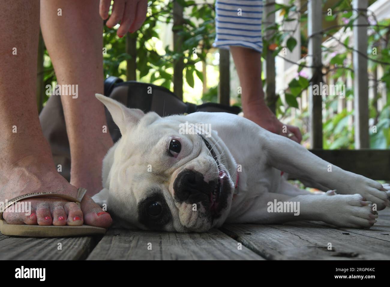 Ein fröhlicher, reinrassiger französischer Bulldog Stockfoto
