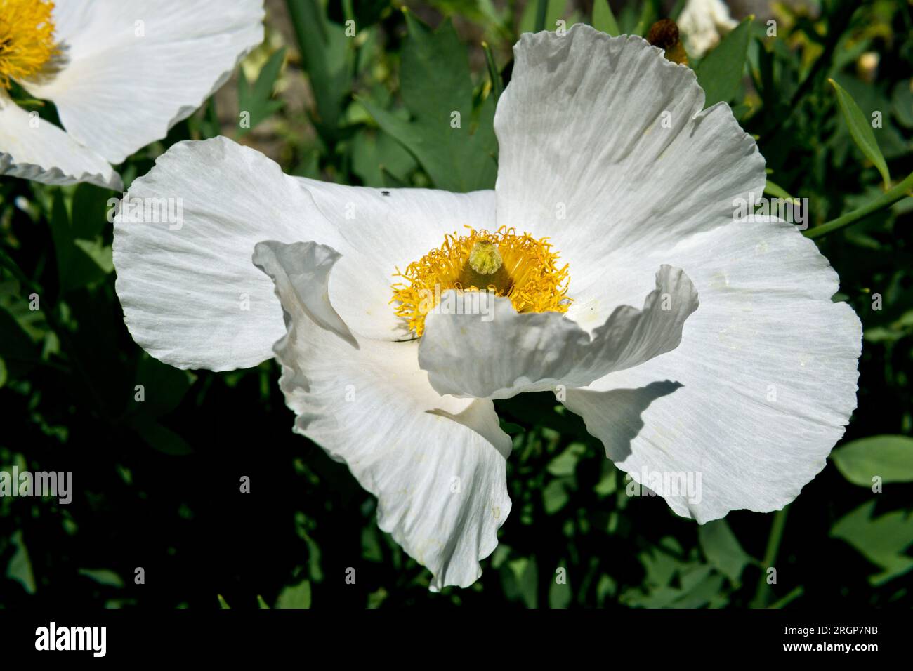 Matilija-Mohn oder Romneya. Wunderschöner weißer Mohn mit gelben Mittelpunkten. Stockfoto